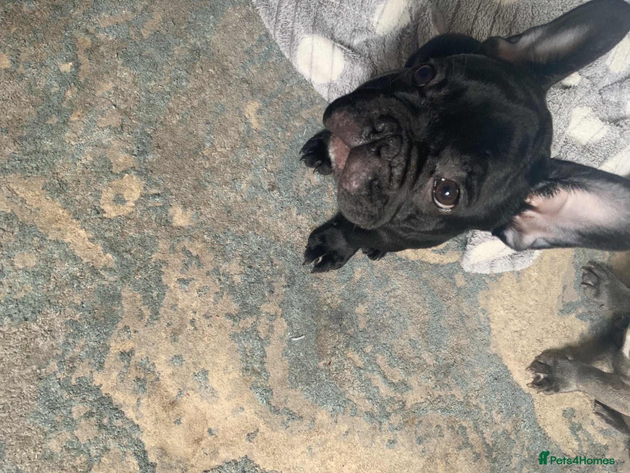 French Bulldog dogs for sale: 2 rare beautiful french bulldog 11 weeks old  - Advert 14