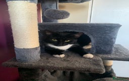 Mixed Breed cats for sale: Susie  - Image 7