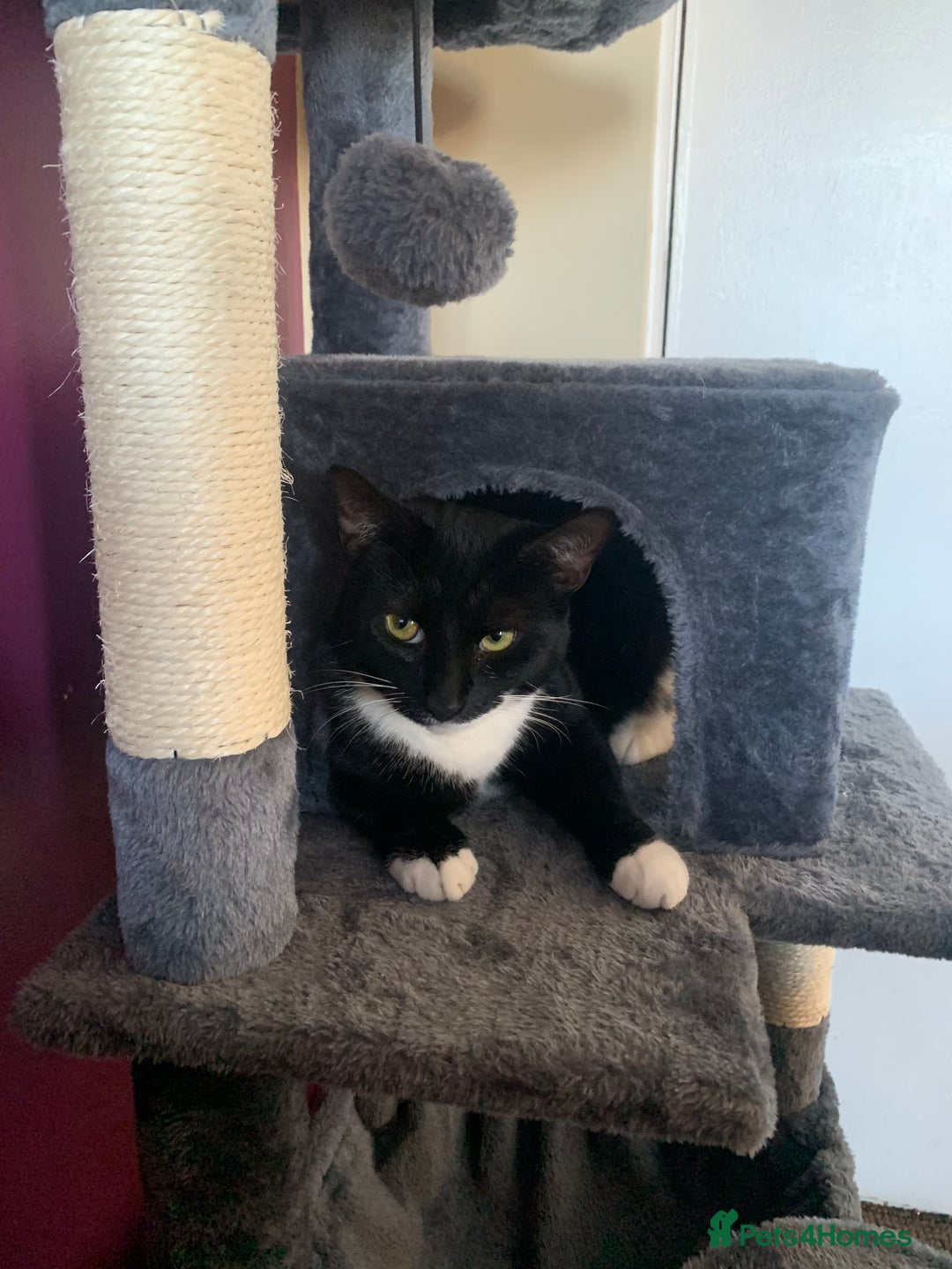 Mixed Breed cats for sale: Susie  - Image 7