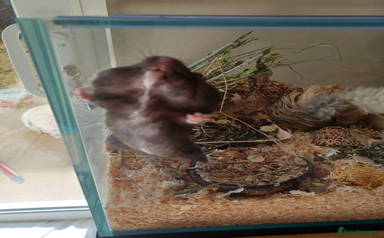 Hamster rodents - Advert 1