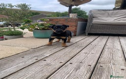 Australian Kelpie dogs for sale: Working kelpie puppies  - Image 2