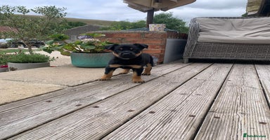Australian Kelpie dogs - Advert 1