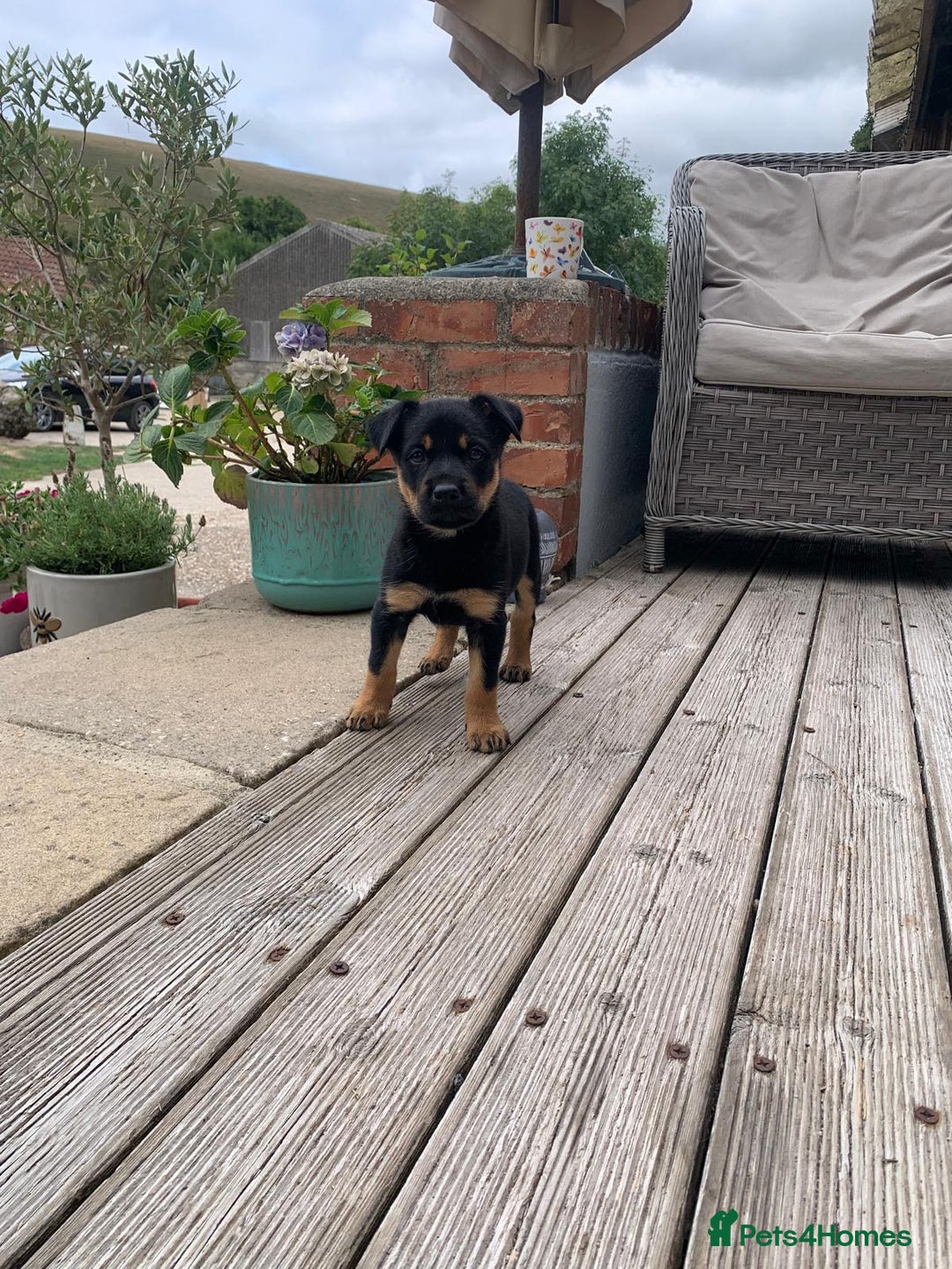 Australian Kelpie dogs for sale: Working kelpie puppies  - Image 2