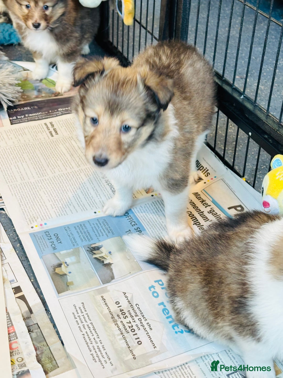 Shetland Sheepdog dogs for sale: Beautiful sable Shetland sheepdog puppies  - Advert 15