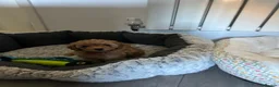 Toy Poodle dogs for sale: Stunning & outstanding KC reg toy poodles  - Advert 4