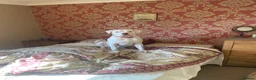 Mixed Breed dogs for sale: Bully mix for rehoming in Newton Aycliffe - Advert 11