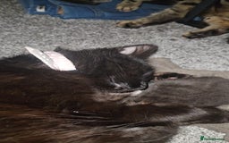 Mixed Breed cats for sale: Mixed 1/4 maine coon kittens  - Image 2