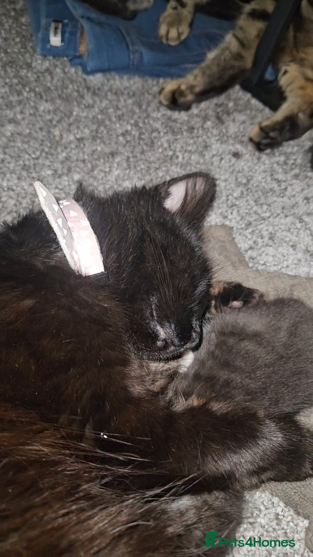 Mixed Breed cats for sale: Mixed 1/4 maine coon kittens  - Image 2