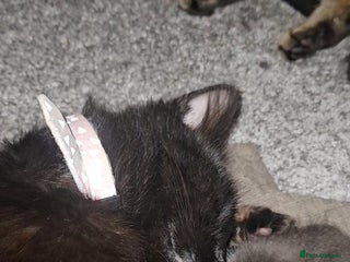 Mixed Breed cats - Advert 11