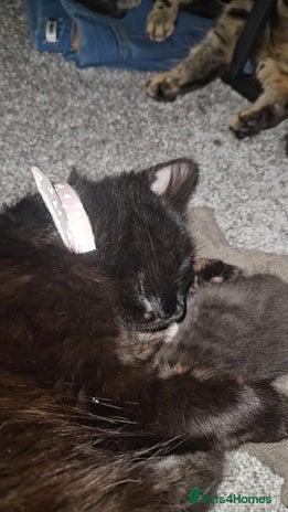 Mixed Breed cats - Advert 4