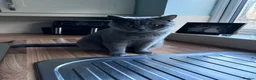 British Shorthair cats for sale: 3 Stunning British Shorthair Kittens Available - Advert 1