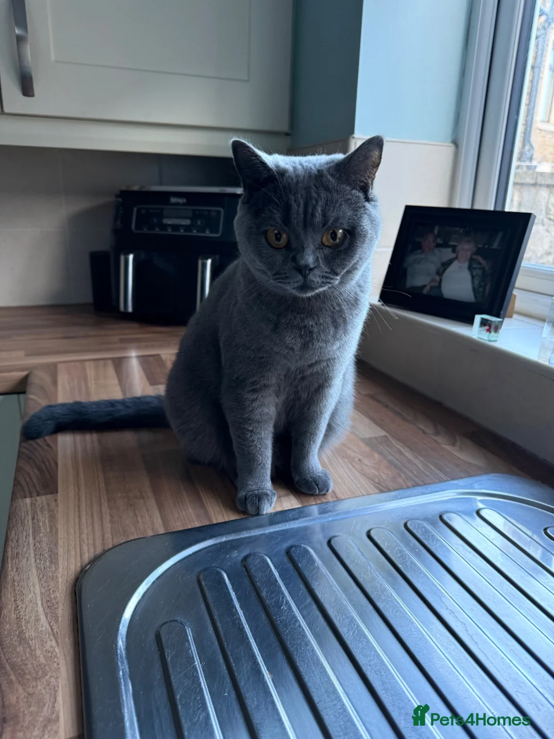 British Shorthair cats for sale: 3 Stunning British Shorthair Kittens Available - Advert 1