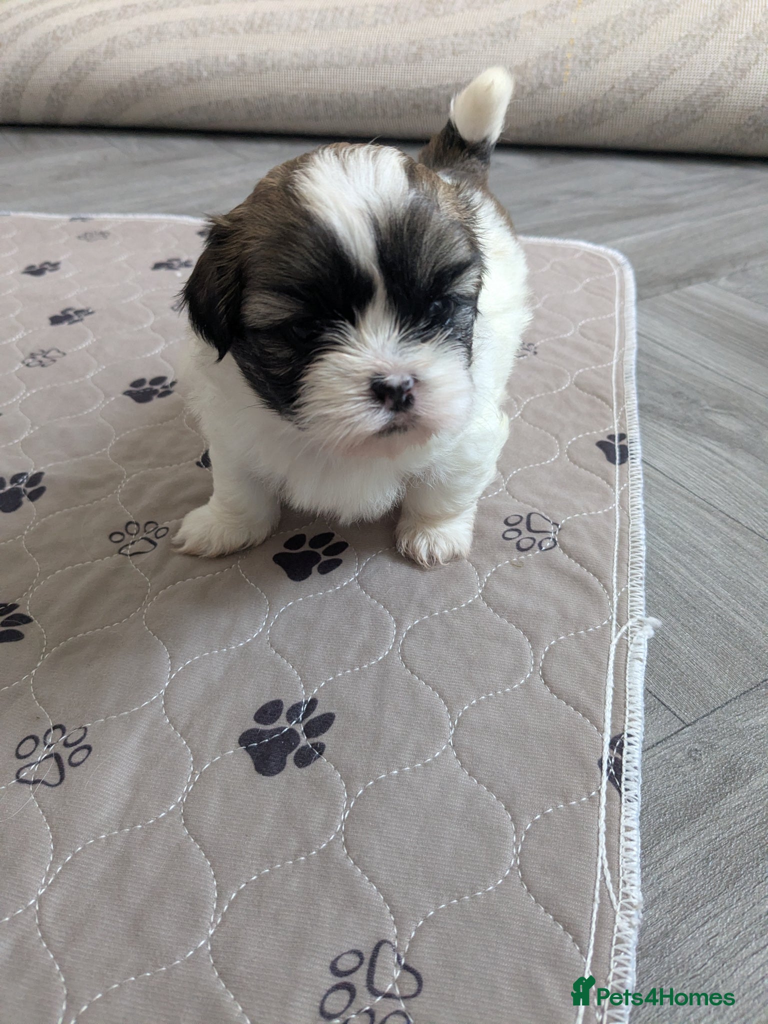 Mixed Breed dogs Beautiful Lhaso Apso cross Shih Tzu pupps for sale - Advert 2