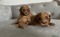Cavapoo dogs for sale: Stunning Red Cavapoo Boys  - Image 14