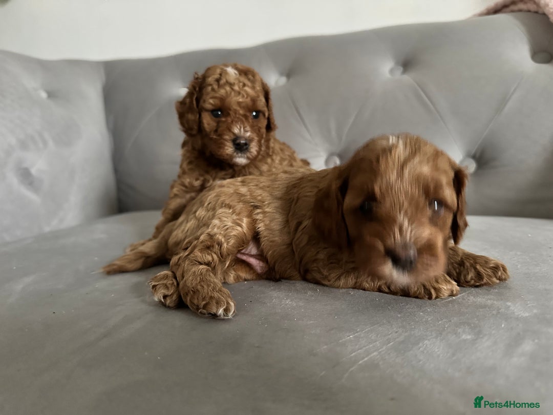 Cavapoo dogs for sale: Stunning Red Cavapoo Boys  - Image 14