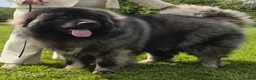Caucasian Shepherd Dog dogs for stud: Caucasian shepherd Junior Champion for Stud - Advert 2