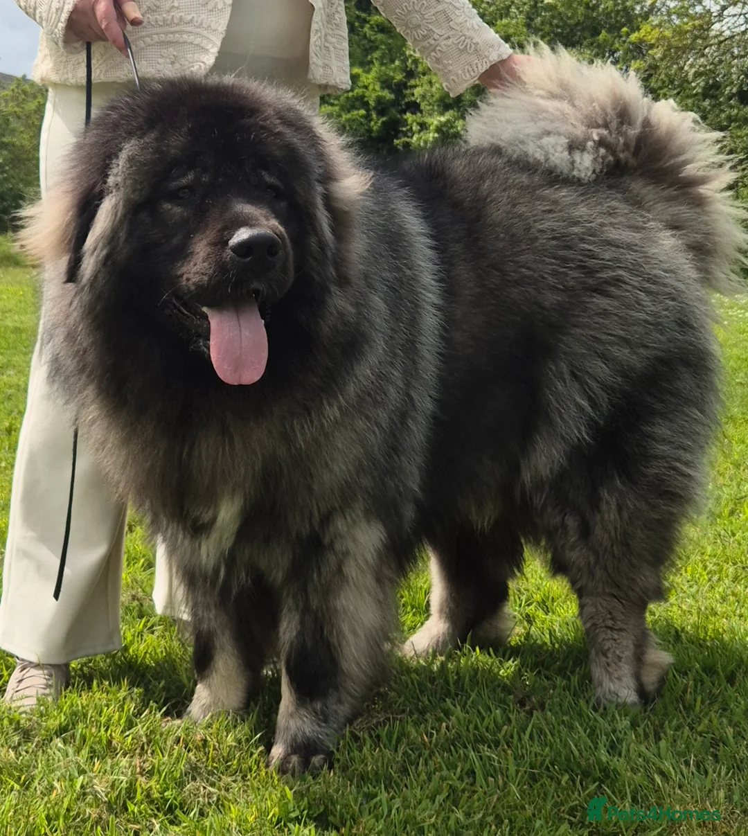 Caucasian Shepherd Dog dogs for stud: Caucasian shepherd Junior Champion for Stud - Advert 2