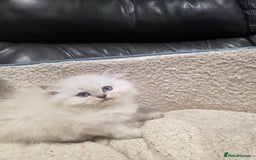 British Longhair cats for sale: GCCF Registered British Longhaired Kittens  - Image 4