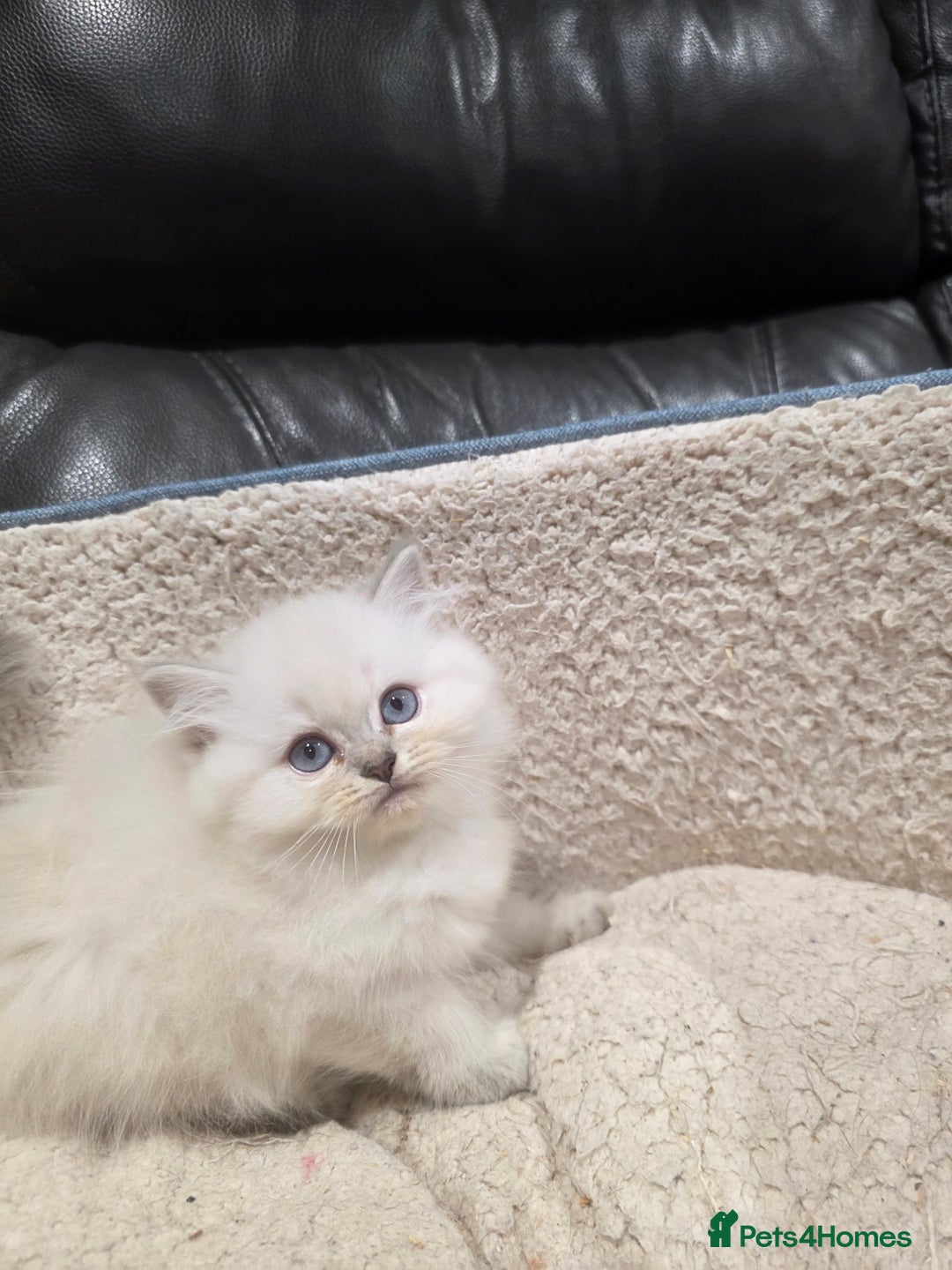 British Longhair cats for sale: GCCF Registered British Longhaired Kittens  - Image 4