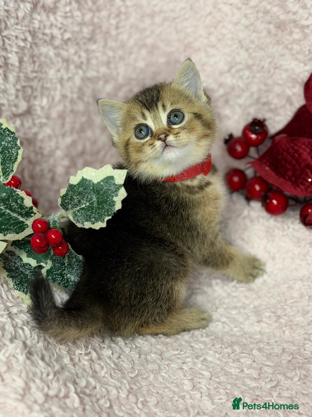 British Shorthair cats for sale: ⭐️Stunning BSH kittens GCCF registered ⭐️ - Advert 15