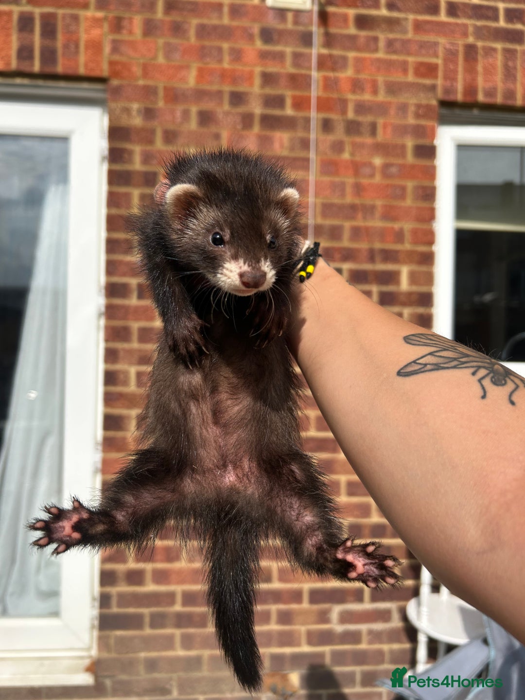 Ferret rodents for sale: 2 semi angora black self babies 1 jill 1 hob left  - Image 10
