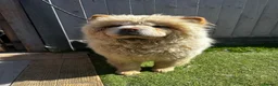 Chow Chow dogs for sale: Stunning female chow chow  - Advert 3
