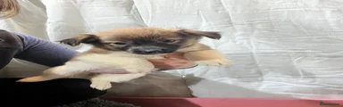 Jackapoo 5