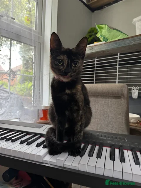 Mixed Breed cats Tortoiseshell kitten - Free - Advert 1