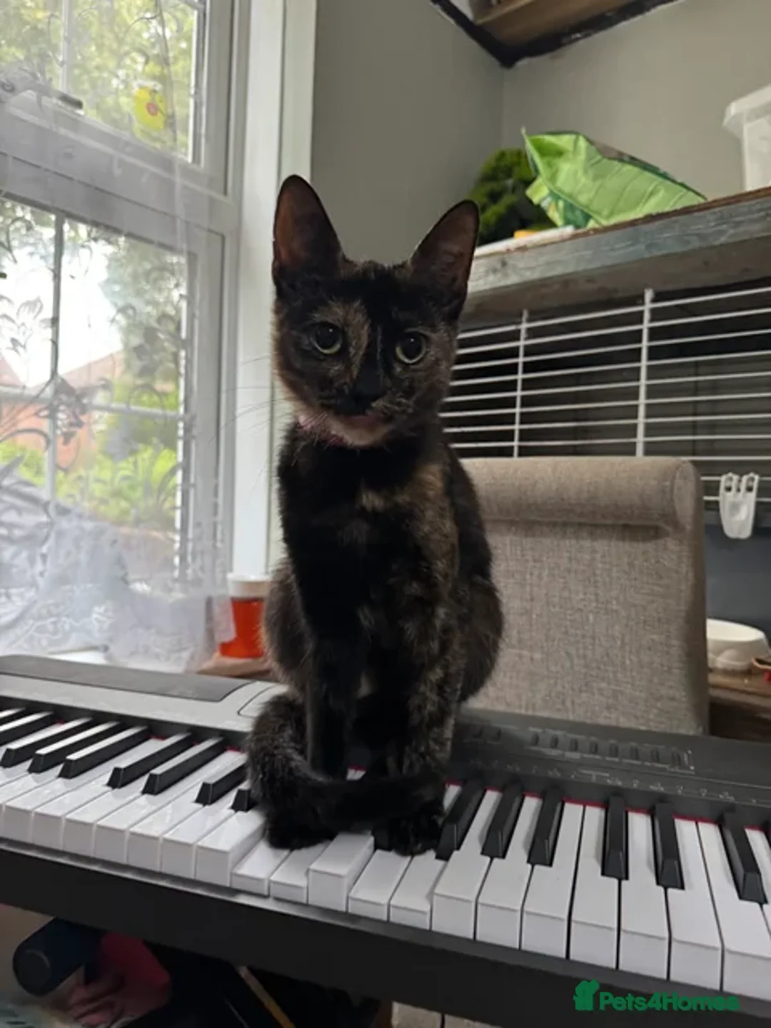 Mixed Breed cats for sale: Tortoiseshell kitten - Free - Advert 1