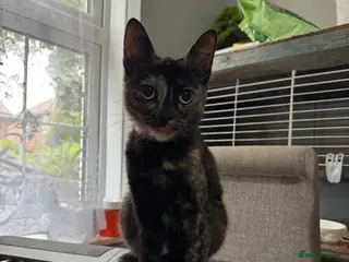 Mixed Breed cats Tortoiseshell kitten - Free - Advert 1