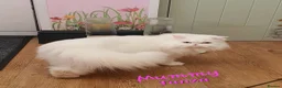 Persian cats for sale: 🎀🎀 GCCF Persian Kitten 🎀🎀 - Advert 7