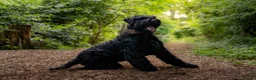Giant Schnauzer dogs for stud: Stud dog - Giant Shnauzer  - Advert 3