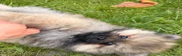 Pomeranian dogs for sale: Reduced price, last baby boy available - Advert 7