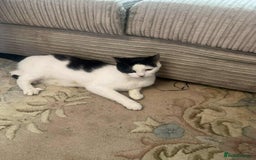 American Shorthair cats for sale: Female black and white American shorthair cat - Image 3