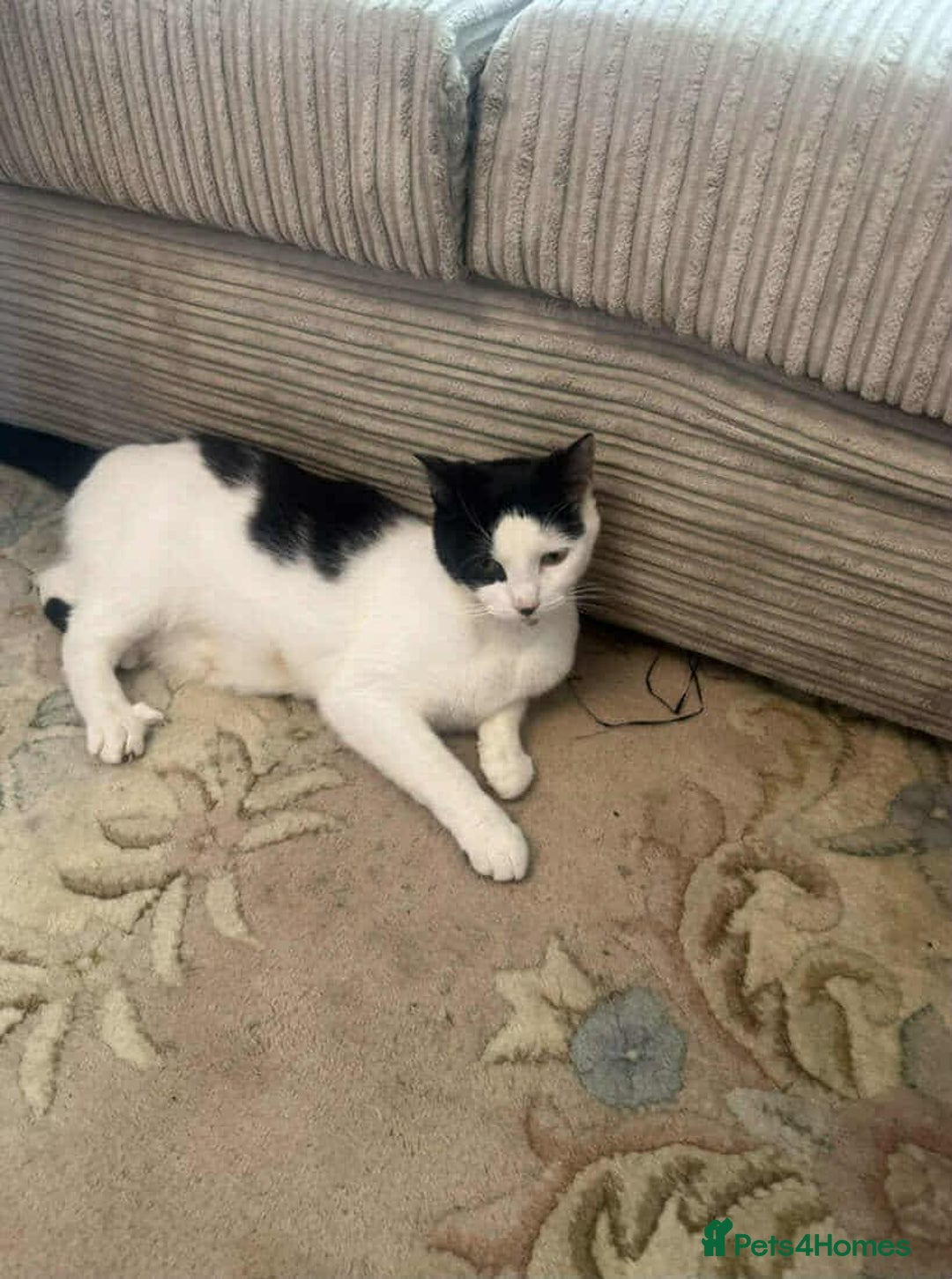 American Shorthair cats for sale: Female black and white American shorthair cat - Image 3