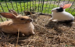Dutch rabbits for sale: Rabbits ready to go now  - Image 1