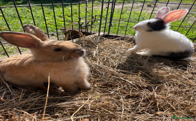 Dutch rabbits - Advert 1