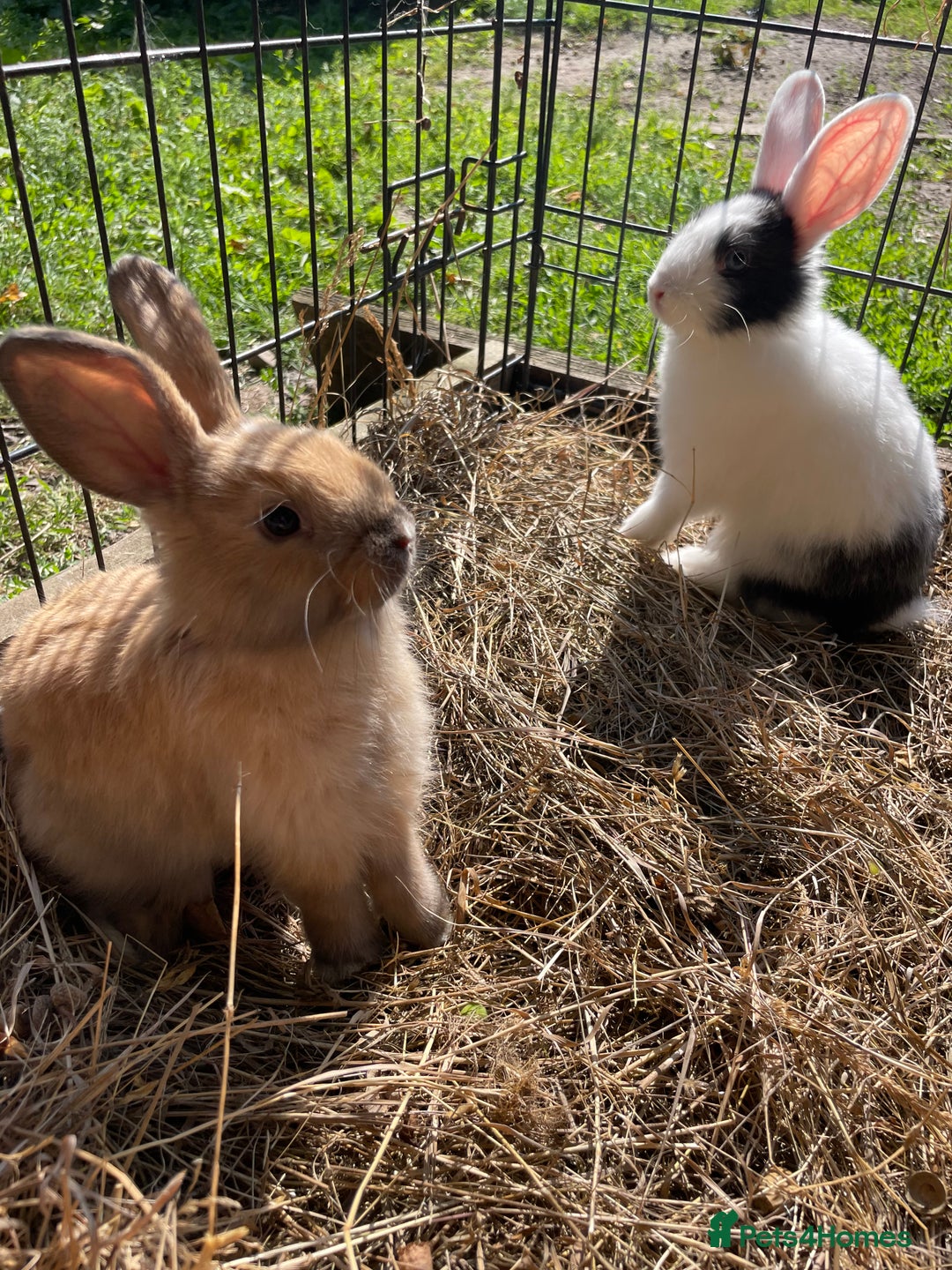 Dutch rabbits for sale: Rabbits ready to go now  - Image 1