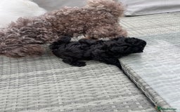 Bolognese dogs for sale: Tsetvanya Bolonka - Image 2