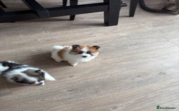 Pomeranian dogs for sale: Pomeranian puppies - Image 17