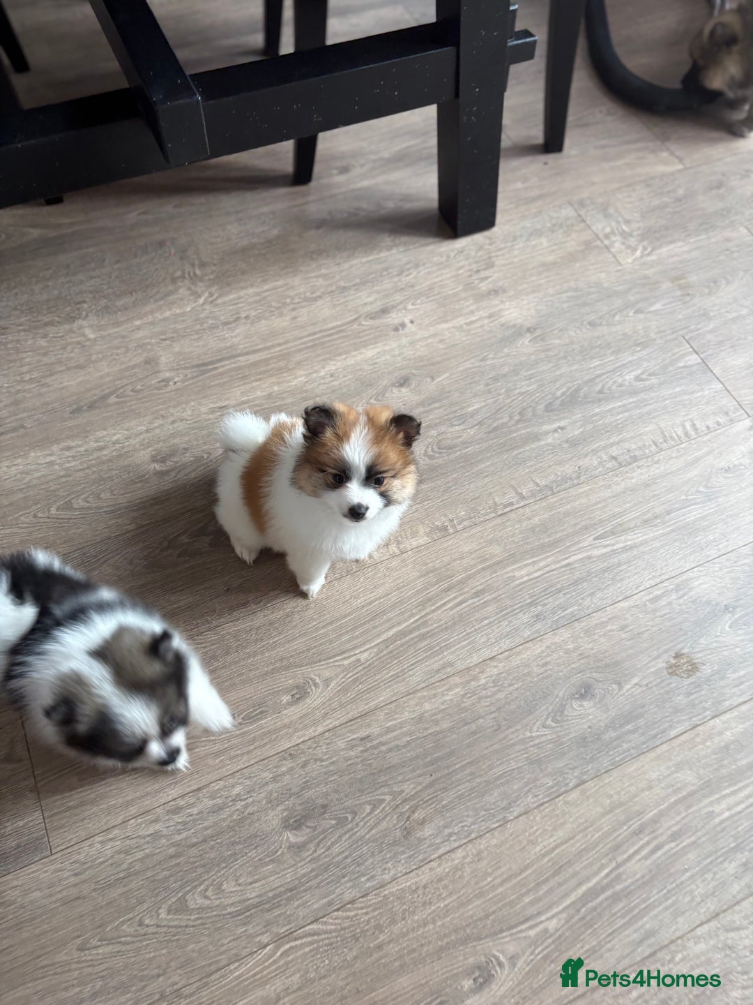 Pomeranian dogs for sale: Pomeranian puppies - Image 17