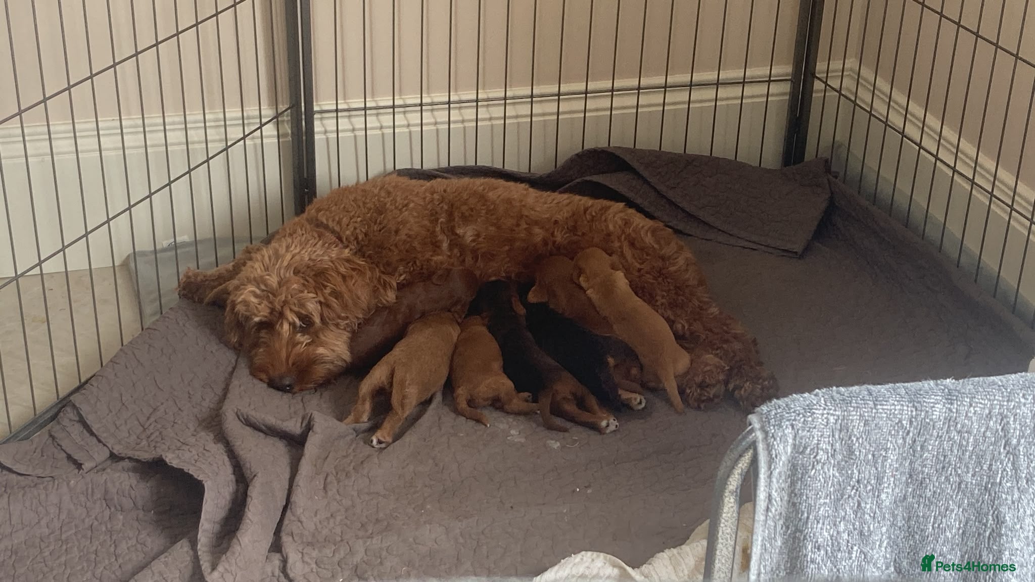 Cockapoo dogs Stunning F2 Cockapoos - Advert 2