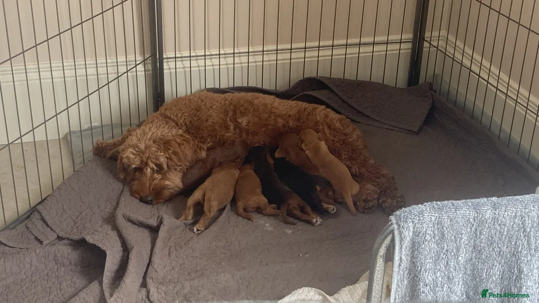 Cockapoo dogs for sale: Stunning F2 Cockapoos - Advert 2