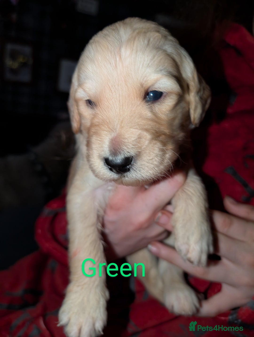 Goldendoodle dogs for sale: So cute standard golden doodles  - Image 15