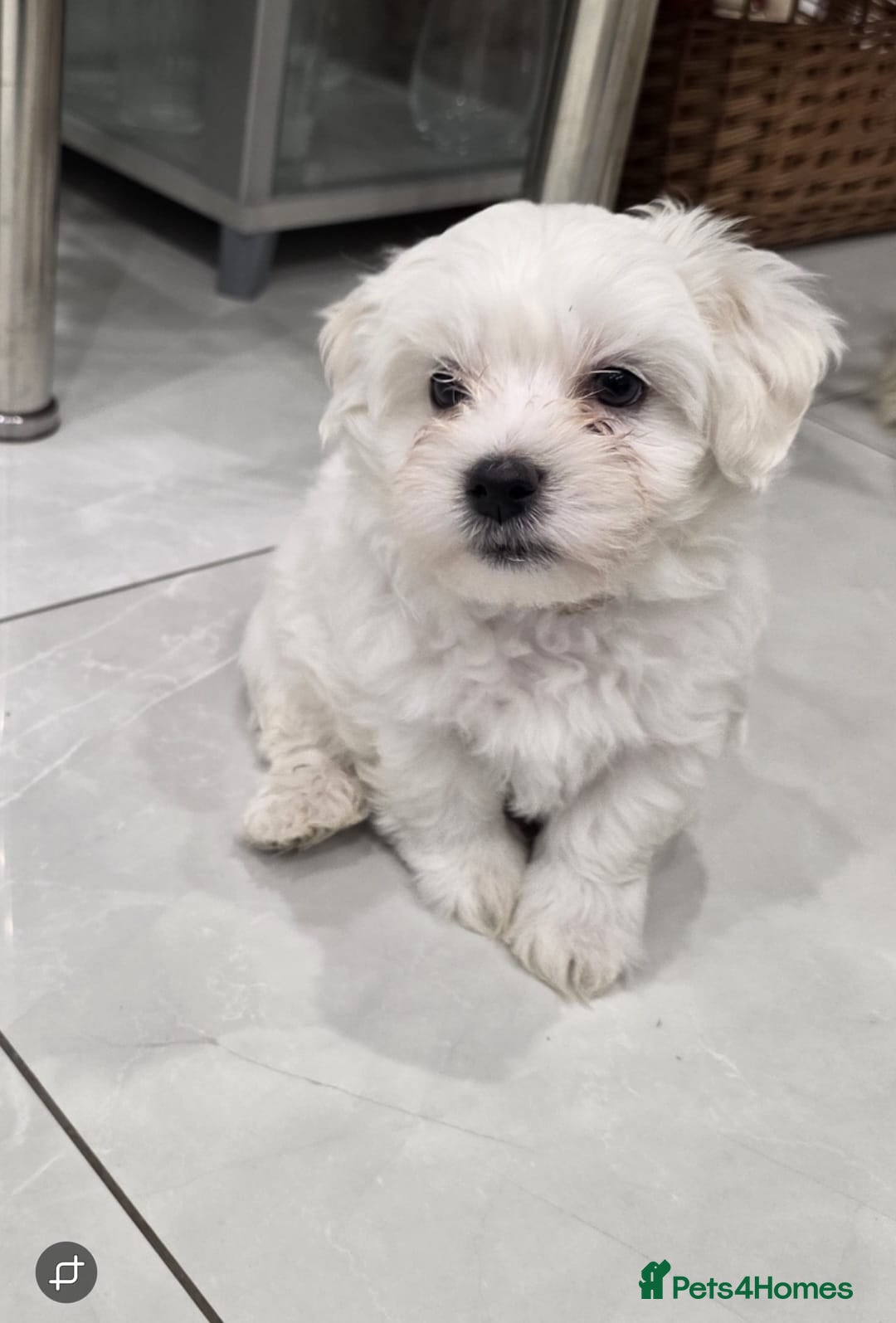 Maltese dogs 3 Boys 1 Girl - Advert 9