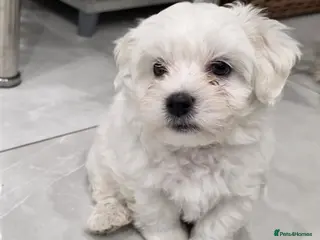 Maltese dogs 3 Boys 1 Girl - Advert 9