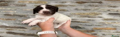 English Springer Spaniel 4