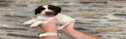 English Springer Spaniel dogs for sale: Springer spaniel puppies  - Advert 3