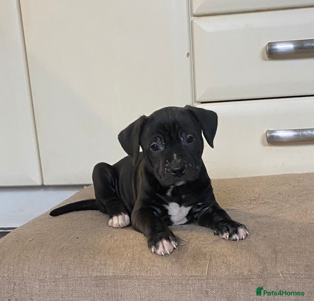 Staffordshire Bull Terrier dogs for sale: 2 staffy puppies  - Advert 2