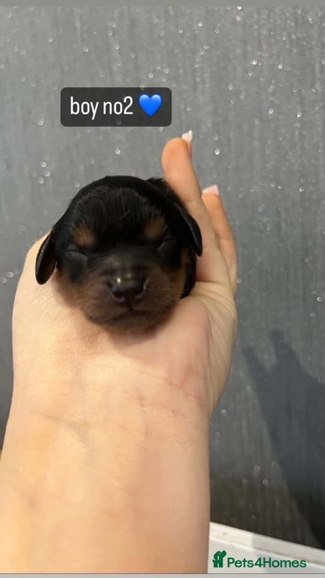 Cavapoo dogs for sale: Cavapoo puppies phantom Black and Tan  - Advert 9